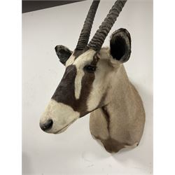 Taxidermy: Gemsbok Oryx head mount (Gazella gazella), modern South Africa, from the wall 71cm, height 161cm