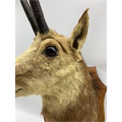 Taxidermy: Alpine Chamois (Rupicapra rupicapra), adult male shoulder mount with head turning to the left, mounted upon an oak shield, 32cm from the wall, height 59cm