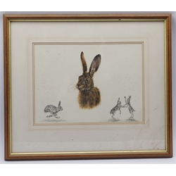 Ann Seward (British Contemporary): Hare Studies, watercolour study and two pencil sketches signed and dated '99, artist's address label verso 32cm x 45cm