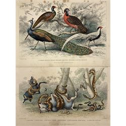 After J Stewart Del (British 18/19th century): Large collection hand-coloured engravings of birds and animals max 17cm x 25cm (25)