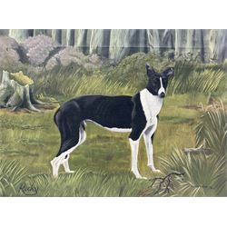 Jonathan (British 20th century): 'Rocky' Dog Portrait of Short Haired Collie, oil on canvas signed titled and dated '78, 42cm x 57cm