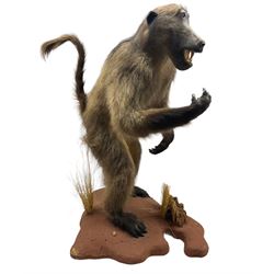Taxidermy: Baboon (Papio hamadryas ursinus) full mount standing on back legs with arms forward and mouth agape in aggressive pose H85cm
