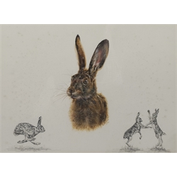 Ann Seward (British Contemporary): Hare Studies, watercolour study and two pencil sketches signed and dated '99, artist's address label verso 32cm x 45cm