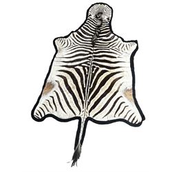 Taxidermy: Plains Zebra (Equus quagga), circa late 20th century, shortened limbs outstretched, flat head, with black felt backing, total L355cm x W198cm approx