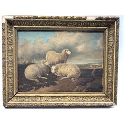 English School (19th century): Sheep Resting in an Open Landscape, oil on canvas unsigned 25cm x 34cm 