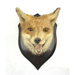 Taxidermy: Fox mask with mouth agape, mounted on oak shield bearing the label of Rowland Ward Ltd, 64/65 Grosvenor Street, London, H33cm x D25cm 