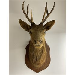 Taxidermy: European Red Deer (Cervus elaphus), adult male stag shoulder mount looking straight ahead, 7 points (3+4) from the wall 65cm, overall height 108cm mounted on an oak shield