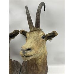Taxidermy: Chamois, pair chamois shoulder mounts looking straight ahead on shields with interwoven pine cone leaves (2) height 54cm from the wall 38cm