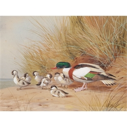John Cyril Harrison (British 1898-1985): Shelduck and her Ducklings, watercolour and gouache signed 32cm x 46cm 

DDS - Artist's resale rights may apply to this lot