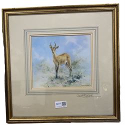David Shepherd (British 1931-2017): Young Deer, colour print signed in pencil 17cm x 20cm