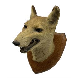 Taxidermy - Fox mask (Vulpes vulpes) by E Allen of York, looking straight ahead, mouth agape bearing teeth, on an oak wall shield with trade label to the reverse H25cm 