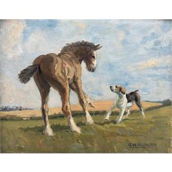 G W Allinson (British 20th century): Foal and Puppy Playing, oil on board signed 35cm x 45cm