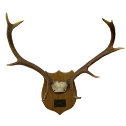 Antlers/ Horns: Pair of 20th century stag deer antlers, 9 points, mounted on oak shield with brass plaque 'Shot by Normal Leak, Inverinate Forest, 15th September 1969, W69cm, together with another pair of antlers on wooden shield (2)