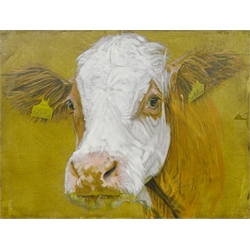 Sarah Williams (British 1961-): Cow, oil on canvas signed verso 41cm x 65cm 
Notes: Sarah graduated from Norwich School of Art and Design in 1984 with a first-class BA Hons in Fine Art and, having won the Stowell's Trophy, was awarded an unconditional place to study MA Painting at the Royal Academy. She comes from a family of creative talent - her father, Reg Williams, was a member of the York Four. During her three years at Norwich Art School, she exhibited regularly in the school gallery and Norwich Castle and visited Switzerland, exhibiting and working with Kurt Rupe. More recently, she has exhibited in galleries around England and has had her own businesses in Interior Design, Architectural Design, Furniture Design and Jewellery. Sarah has recently returned to painting full-time and, having used a multitude of mediums in her creative work, now confesses she is an oil-paint addict. It is 