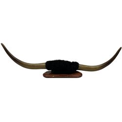 Antlers/ Horns: Pair of Highland Cattle Horns (Bos taurus), 20th century, set of polished horns on faux fur covered boss, mounted upon an oval plaque, W96cm 
