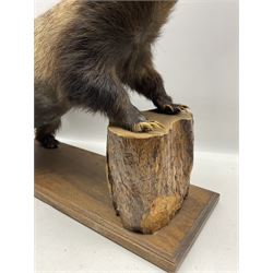 Taxidermy: European Badger (Meles Meles) modelled on all fours with front paws resting on log, with open mouth on wooden base 88cm x 52cm