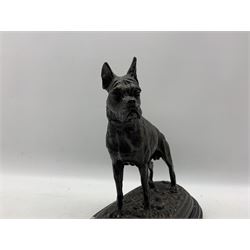 After Pierre-Jules Mêne, bronze figure of boxer dog stood in alert pose with ears up in naturalistic setting, mounted on onyx base H28cm