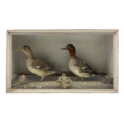 Taxidermy: Pair of Green Winged Teal (Anas Crecca), duck and hen, in glazed case with naturalistic sand setting D57cm