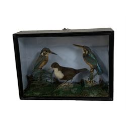Taxidermy: A 19th/ early 20th century cased display of birds comprising a pair of Kingfishers (Alcedo atthis) and a White-Throated Dipper (Cinclus cinclus), full mounts in naturalistic setting, against a painted blue back board, L36.5cm, H26.5cm, D11.5cm 