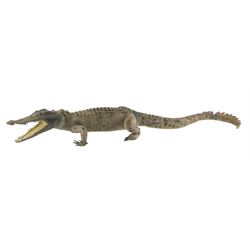 Taxidermy: Caiman Crocodile (Caiman Crocodilus), early 20th century full mount, L120cm 
