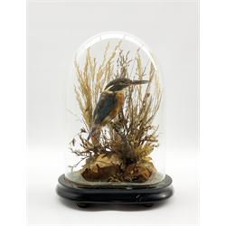 Taxidermy: A 19th/ early 20th century Kingfisher, full mount perched on a branch amongst painted faux rock and grasses, under glass dome on oval ebonised base, H29cm 