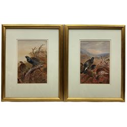 Circle of Archibald Thorburn (British 1860-1935): Male and Female Blackcocks, pair watercolours unsigned 26cm x 18cm