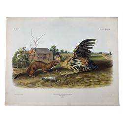 John Woodhouse Audubon (American 1812-1862): 'Putorius Fuscus Aud & Bach - Tawny Weasel (Male Natural Size)', Plate 148 from 'The Viviparous Quadrupeds of North America', lithograph with hand colouring pub. John T Bowen, Philadelphia 1848, 55cm x 70cm (unframed) Provenance: Vendor acquired through family descent - Audubon's son (colourer of prints) was married to the vendor's relative (great grand-father's sister).