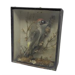 Taxidermy: Victorian Green Woodpecker (Picus viridus) mounted upon a moss covered branch, enclosed within an ebonised pine glass display case, H35cm, W30cm, D10.5cm 