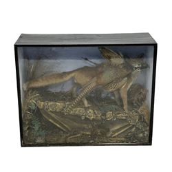 Taxidermy: Cased diorama of a Red Fox (Vulpes vulpes) full mount standing with a Pheasant kill, naturalistic set upon a rocky modelled base with grasses and ferns, set against a sky painted backdrop, enclosed within a glazed ebonised display case, H88cm, W108cm, D36cm