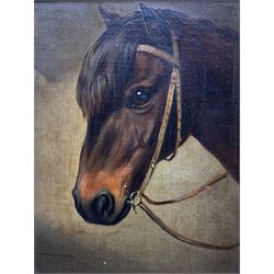 English School (19th/20th century): Portrait of a Bay Pony and Portrait of a Grey, pair oils on canvas, inscribed 'Wilkinson' on verso 19cm x 14cm (2)