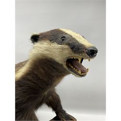 Taxidermy: European Badger (Meles Meles) modelled on all fours with front paws resting on log, with open mouth on wooden base 88cm x 52cm