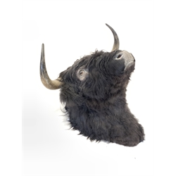 Taxidermy - Highland Bull head mount 60cm to tip of horns