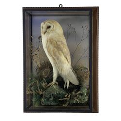 Taxidermy: Cased Barn Owl (Tito alba), circa 1900, by Alfred Thomas, Taxidermist, 9 College Street, Gloucester, full mount perched atop a lichen encrusted faux rock, amidst ferns and tall grasses, set against a wash painted backboard, enclosed within a modern framed four-glass display case with gilded moulding, H55cm, W39cm, D15cm, taxidermist's paper trade label to interior lower right