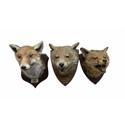 Taxidermy - Fox mask with agape mouth by F W Bartlett, Banbury on an oak wall shield inscribed 'Sally Steel, Bilsdale Hunt 1948', another by P Spicer & Sons, Leamington, the shield labelled 'Goathland Hounds at Ugthorpe' and one other fox mask (3) 