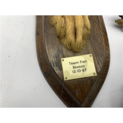 Taxidermy - Fox pad on oak wall shield inscribed 'Trinity Foot Beagles' by Rowland Ward Piccadilly, London H21cm, four otter pads with silver and plated mounts and a paper knife with fox pad handle 1916