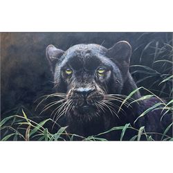 Alan M Hunt (British 1947-): Black Panther Hiding in Grass, oil on board signed and dated '98, 34cm x 55cm 