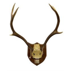Taxidermy: Pair of eight point stag antlers with skull cap on shield with plaque engraved, 'Mull 1975'