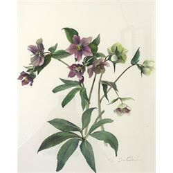 Joan Sutherland (British 20th century): 'Helleborus Orientalis', watercolour signed 43cm x 34cm