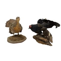 Taxidermy: Female Capercaillie Black Grouse, full mounts, the male perched on a tree stump and the female on a moss encrusted plinth (2)