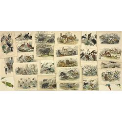 After J Stewart Del (British 18/19th century): Large collection hand-coloured engravings of birds and animals max 17cm x 25cm (25)