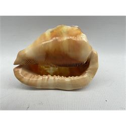 19th/20th century cowrie shell carved with the head and shoulders of a lady within a floral surround L15cm