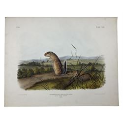 John Woodhouse Audubon (American 1812-1862): 'Spermophilus Maxicanus Licht - Mexican Marmot Squirrel (Male Natural Size)', Plate 124 from 'The Viviparous Quadrupeds of North America', lithograph with hand colouring pub. John T Bowen, Philadelphia 1847, 55cm x 70cm (unframed)
Provenance: Vendor acquired through family descent - Audubon's son (colourer of prints) was married to the vendor's relative (great grand-father's sister).