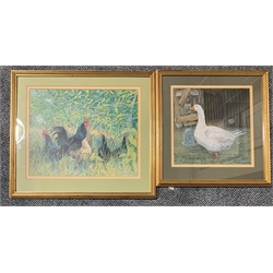 Coloured print of poultry in a field, 34cm x 42cm and another of a duck (2)