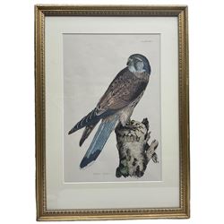 Prideaux John Selby (British 1788-1867): 'Kestrel (Male)' 'Red Legged Hobby' and 'Kite or Glead', set three engravings with hand colouring pub 'Illustrations of British Ornithology' 1819-1834, 41cm x 26cm (3)
