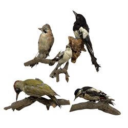 Taxidermy: Magpie, Jay, Great Grey Shrike, Green Woodpecker and a Greater Spotted Woodpecker all full mounts perched on a branch