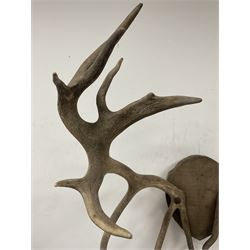 Antlers/Horns: European Red Deer (Cervus elaphus hippelaphus), impressive adult Monarch stag antlers mounted upon oak shield 20 points (9+11), height 96cm, from antler to antler 58cm, from the wall 74cm