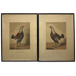 CR Stock after Hilton Lark Pratt (British 1838-1875): 'The Blackbreasted Dark Red Champion Who Killed Three in 2 Minutes' and 'Streaky Breasted Red Dunn Called the Bone Crusher', pair engravings of fighting cocks with handcolouring 30cm x 22cm (2)