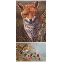 Robert E Fuller (British 1972-): 'Fox at Dawn' and 'Robin On Hawthorn', two limited edition colour prints signed and numbered in pencil max 30cm x 21cm (2)