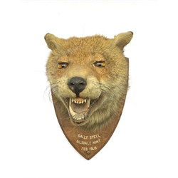 Taxidermy - Fox mask mounted on an oak wall shield with mouth agape with the paper label of F W Bartlett, Taxidermy of Banbury, the shield inscribed 'Sally Steel, Bilsdale Hunt Feb 1948'
