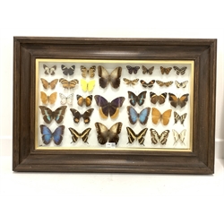20th century cased display of mounted tropical butterflies, 81cm x 54cm 
